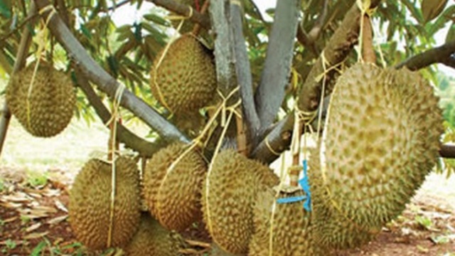 Cara Budidaya Durian agar Cepat Berbuah dan Menguntungkan